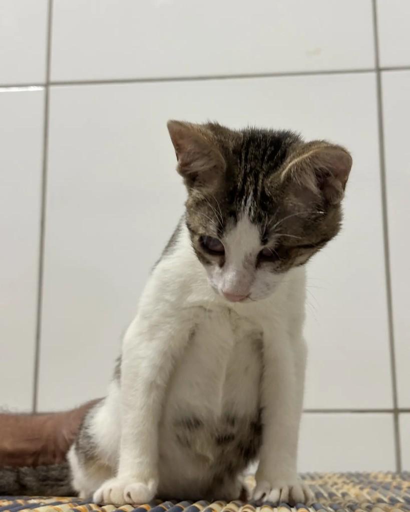 Tico, gato de porte pequeno para adoção em Fortaleza - CE