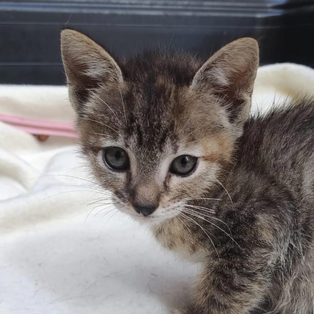 Soneca, gata de porte pequeno para adoção em Poços de Caldas - MG