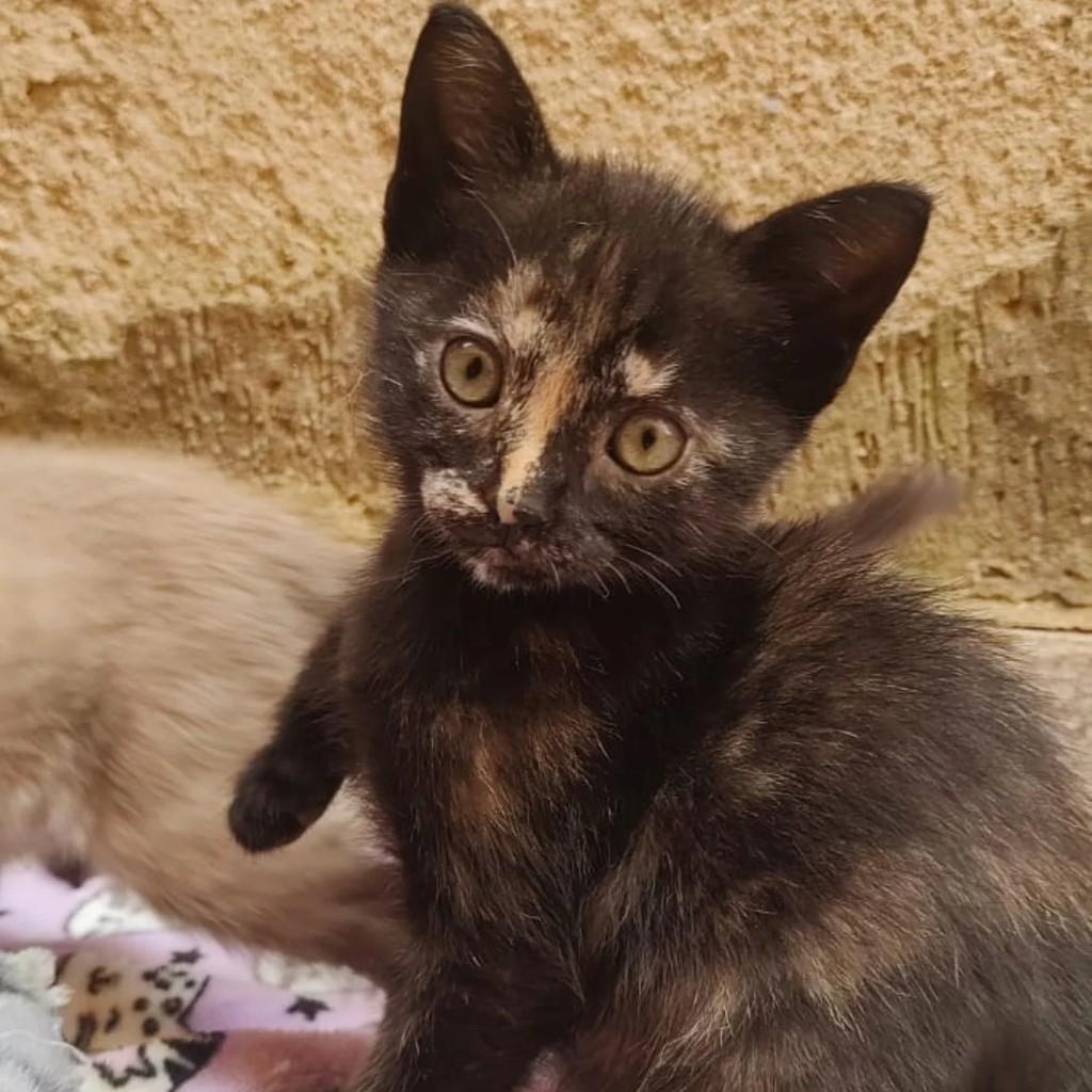 Dengosa, gata de porte pequeno para adoção em Poços de Caldas - MG