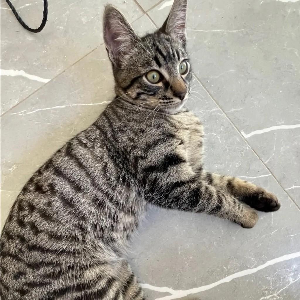 Theo, gato de porte pequeno para adoção em Poços de Caldas - MG