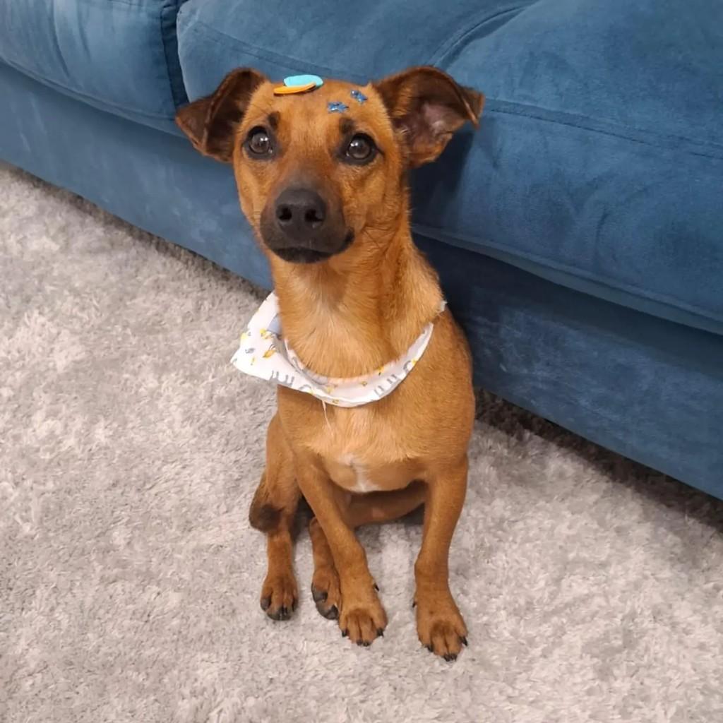 Jorge, cachorro de porte pequeno para adoção em Poços de Caldas - MG