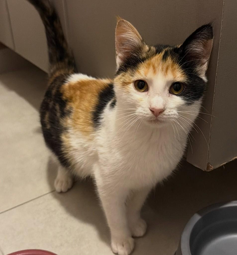 Mirabel, gato de porte pequeno para adoção em Poços de Caldas - MG
