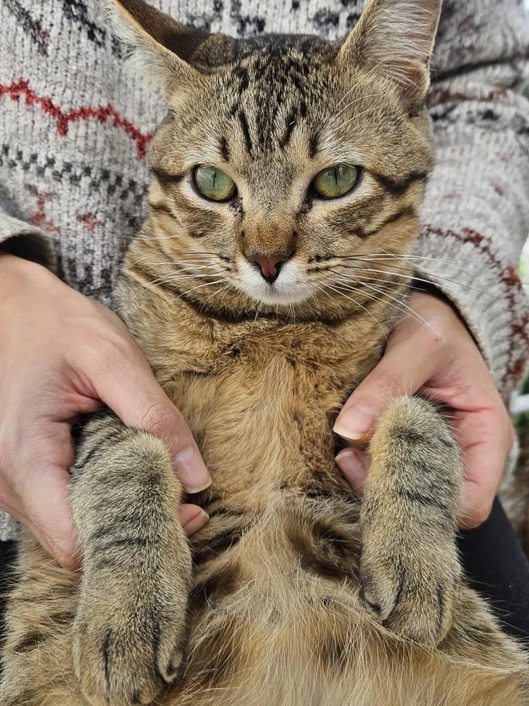Juju, gato de porte pequeno para adoção em Poços de Caldas - MG