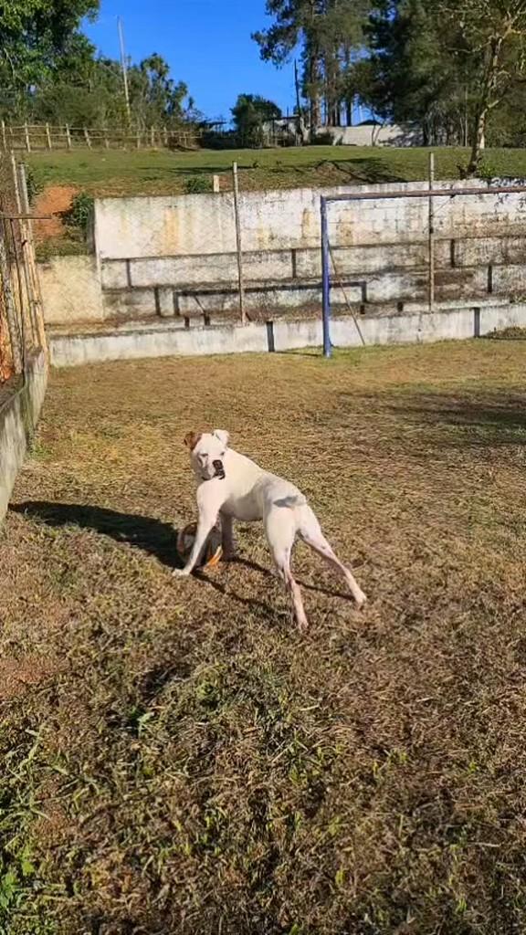 Romeu, cachorro de porte grande para adoção em São Paulo - SP