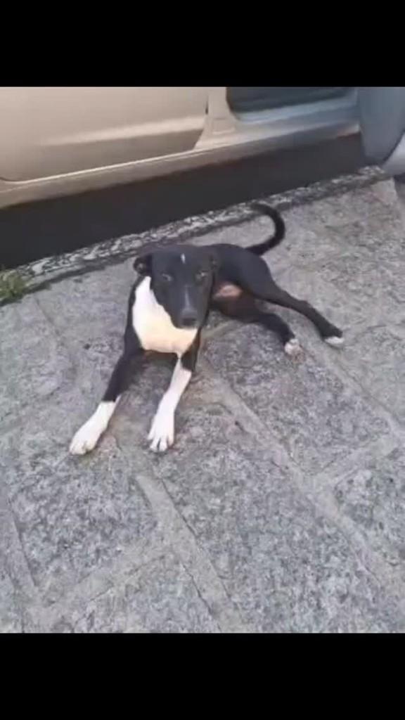 Chiquinha, cadela de porte pequeno para adoção em São Ludgero - SC