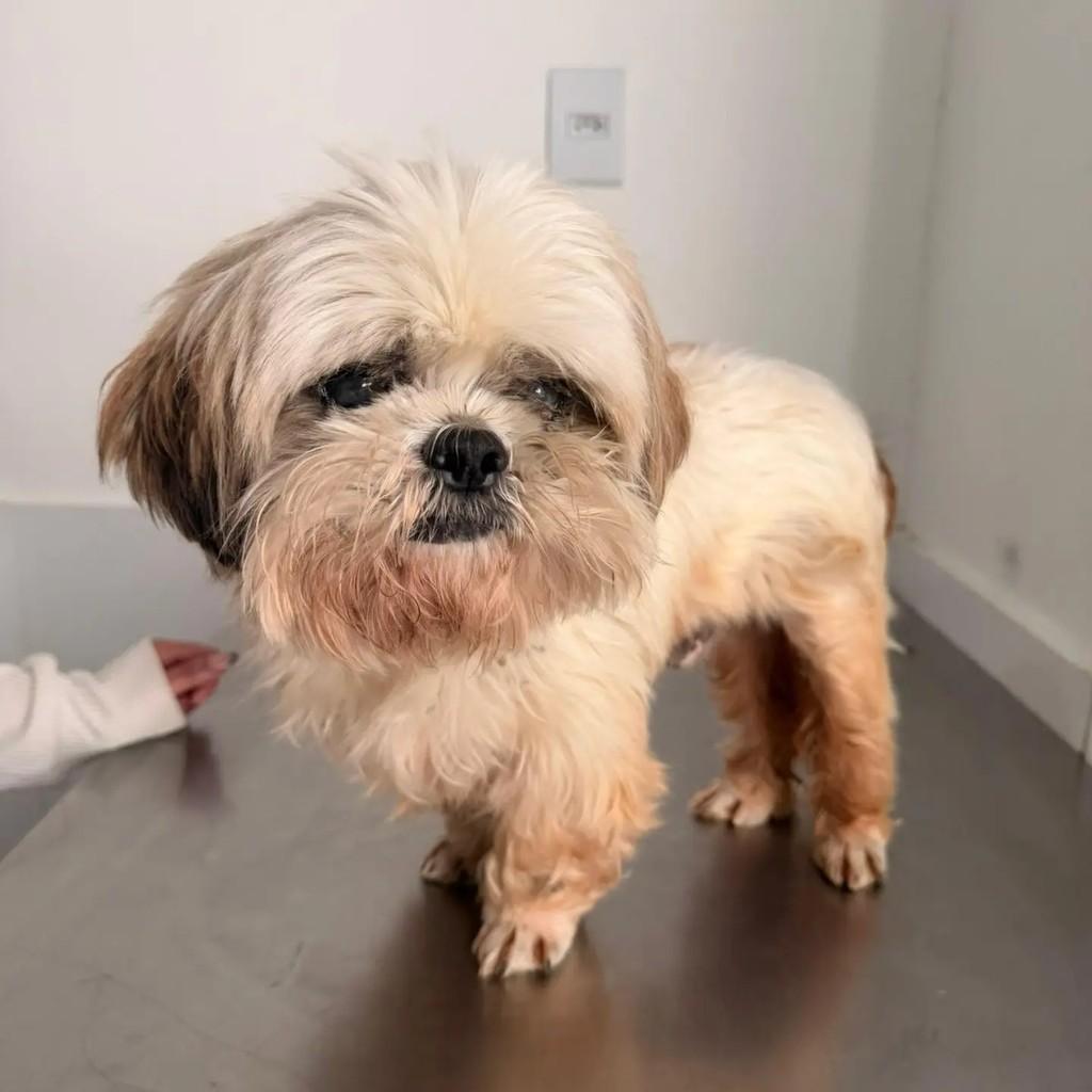 Thor, cachorro de porte pequeno para adoção em São Ludgero - SC