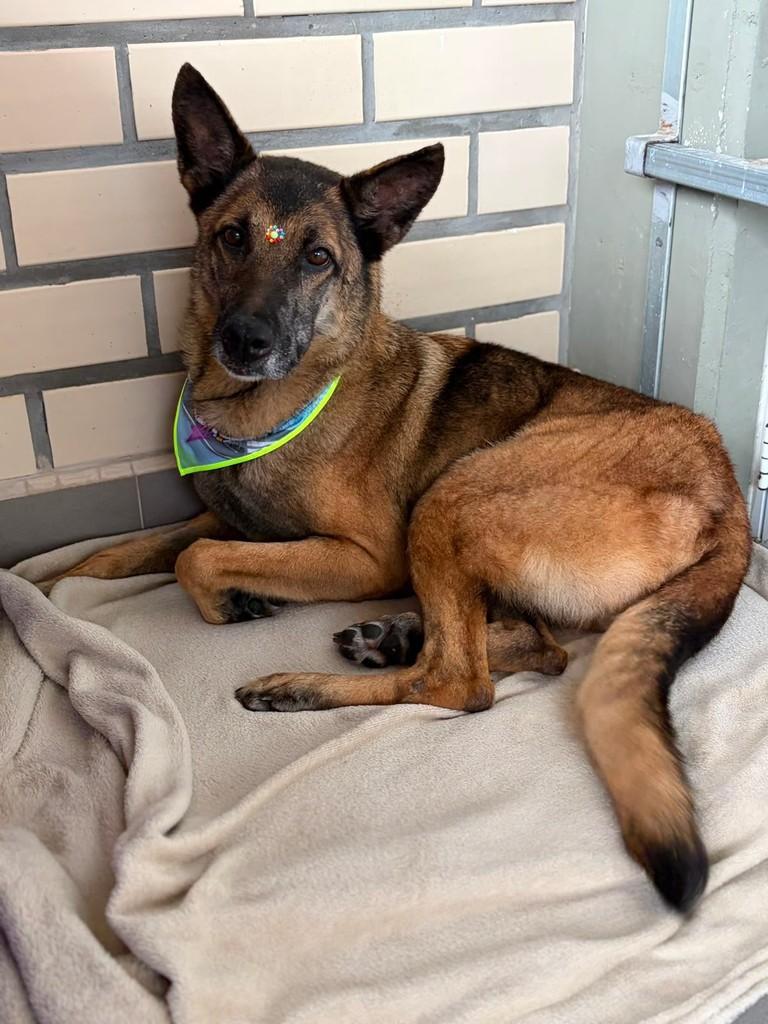 Jade, cadela de porte grande para adoção em São Ludgero - SC