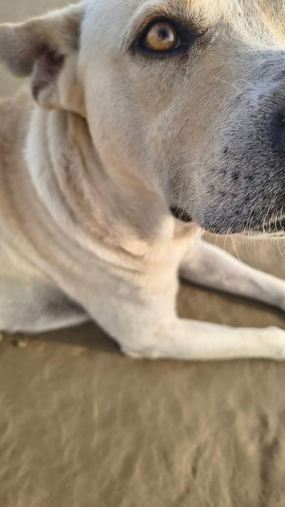 Branco, cachorro de porte grande para adoção em São Ludgero - SC