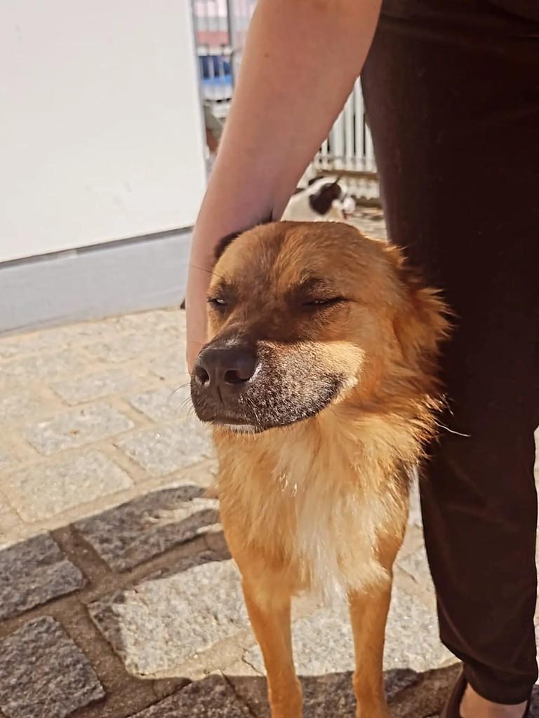 Alfredo, cachorro de porte médio para adoção em São Ludgero - SC