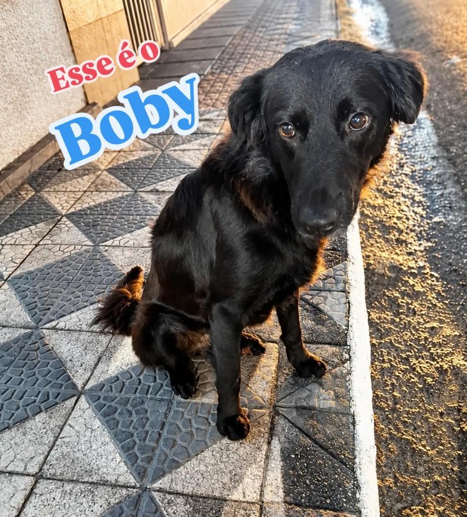 Boby, cachorro de porte médio para adoção em São Ludgero - SC