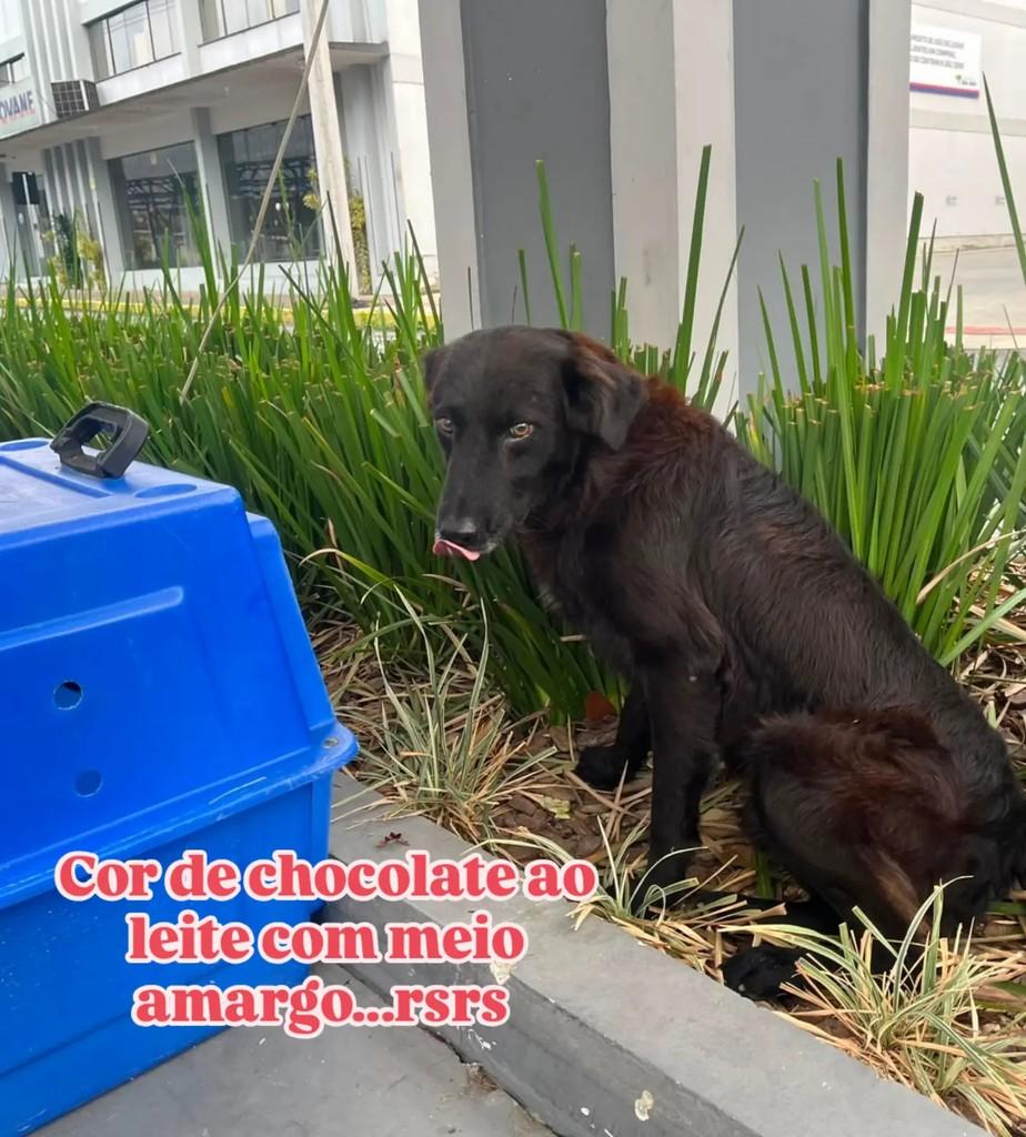 Boby, cachorro de porte médio para adoção em São Ludgero - SC — foto 2 de 2