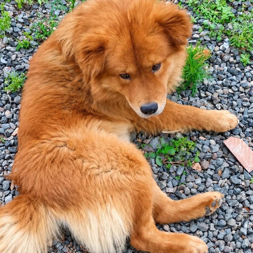 Leônidas, cachorro de porte pequeno para adoção em São Ludgero - SC — foto 3 de 4