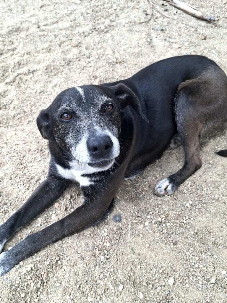 Polly, cadela de porte médio para adoção em São Ludgero - SC — foto 2 de 5