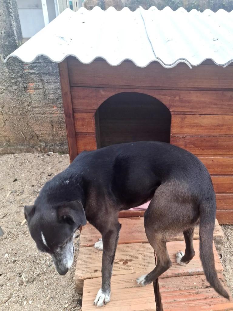 Polly, cadela de porte médio para adoção em São Ludgero - SC — foto 3 de 5