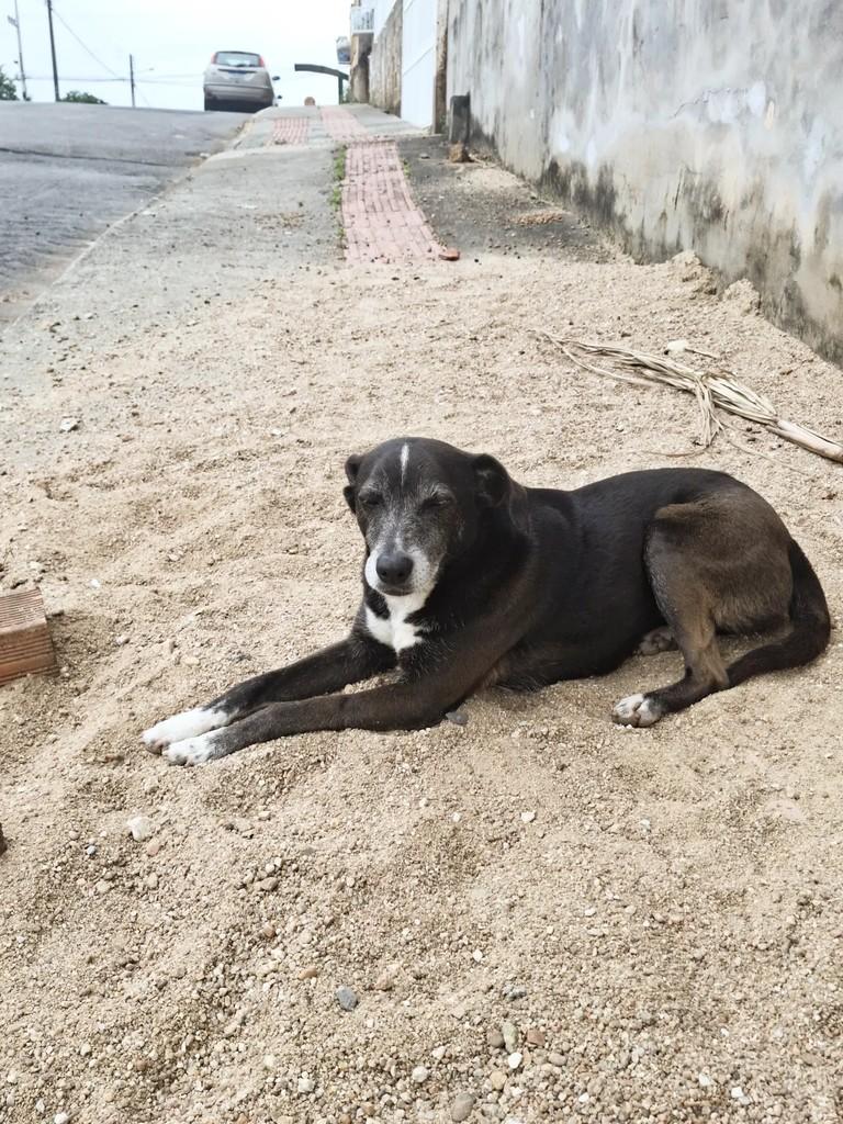 Polly, cadela de porte médio para adoção em São Ludgero - SC — foto 4 de 5