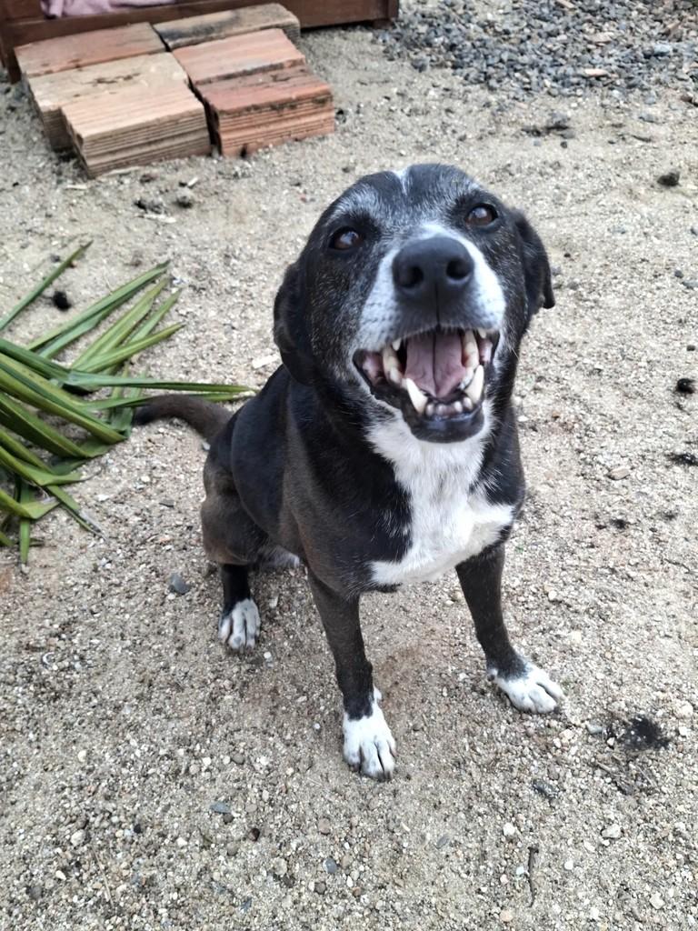 Polly, cadela de porte médio para adoção em São Ludgero - SC — foto 5 de 5
