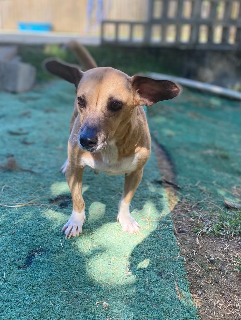 Catita, cachorro de porte pequeno para adoção em Fundão - ES