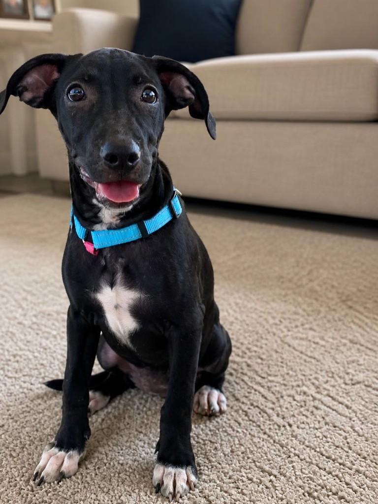 Nala, cadela de porte médio para adoção em Fundão - ES