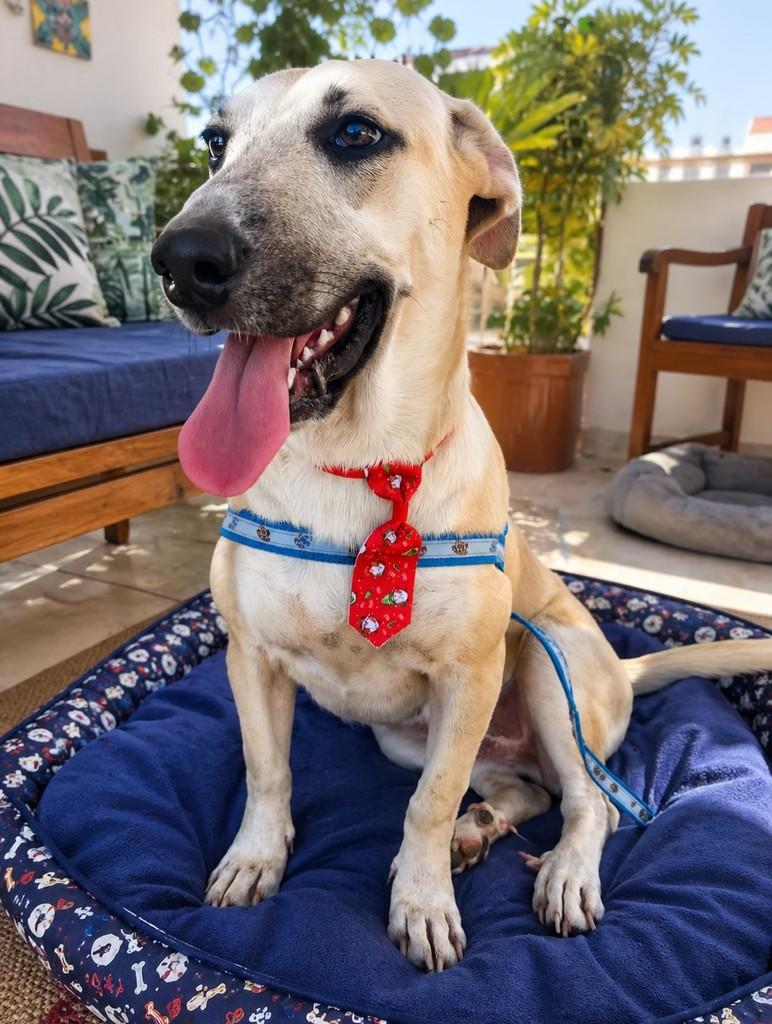 Olaf, cachorro de porte médio para adoção em Fundão - ES