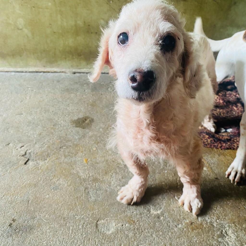 Floquinho, cachorro de porte pequeno para adoção em Fundão - ES