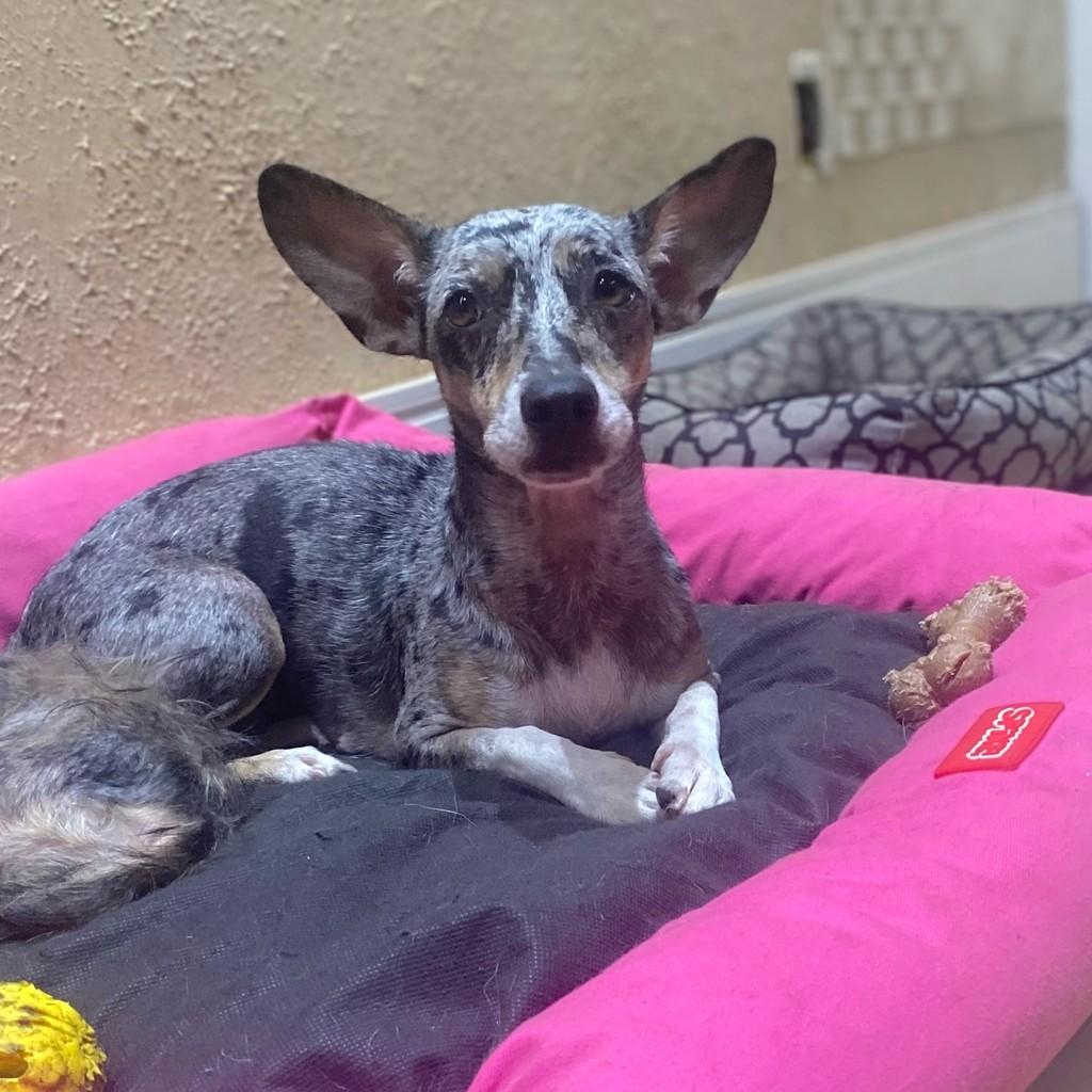 Morfadinha, cadela de porte pequeno para adoção em Fundão - ES