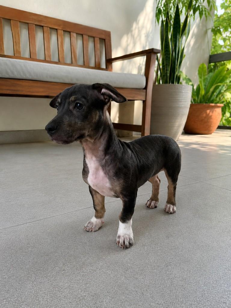 Brutus, cachorro de porte pequeno para adoção em Fundão - ES