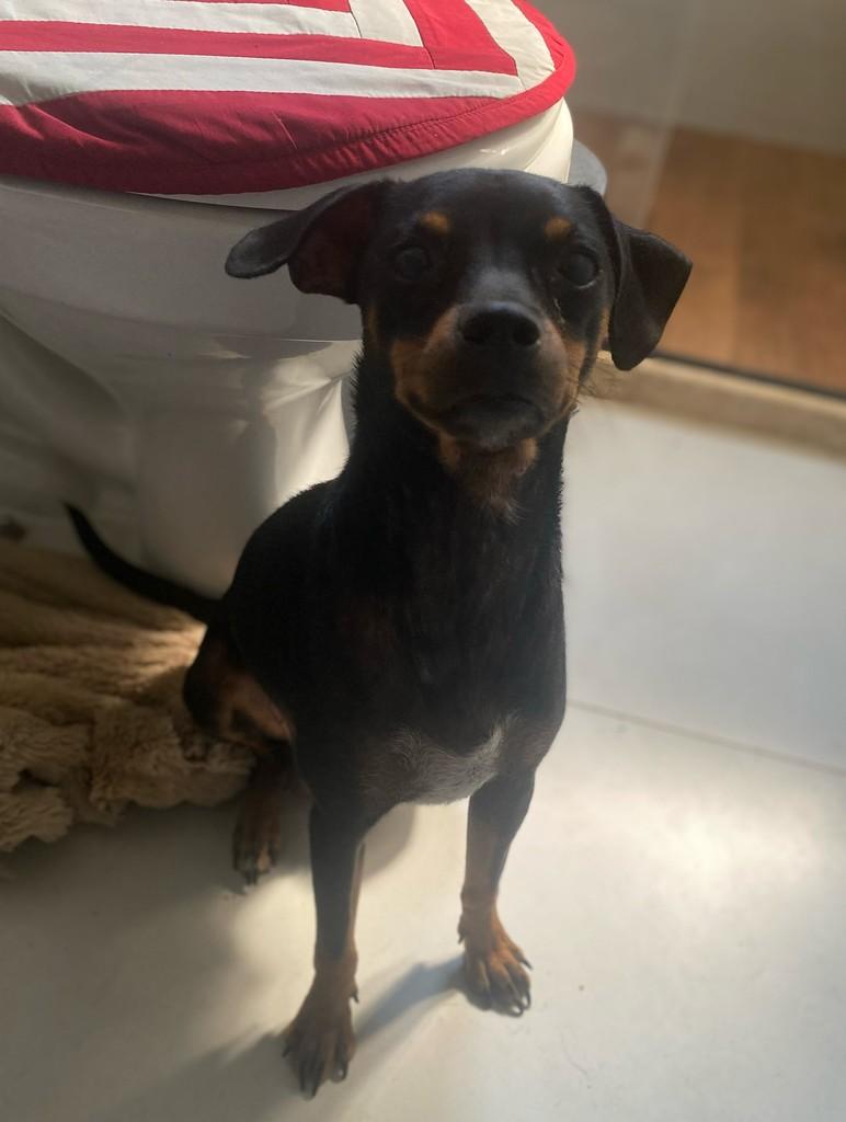 Luna, cadela de porte pequeno para adoção em Fundão - ES