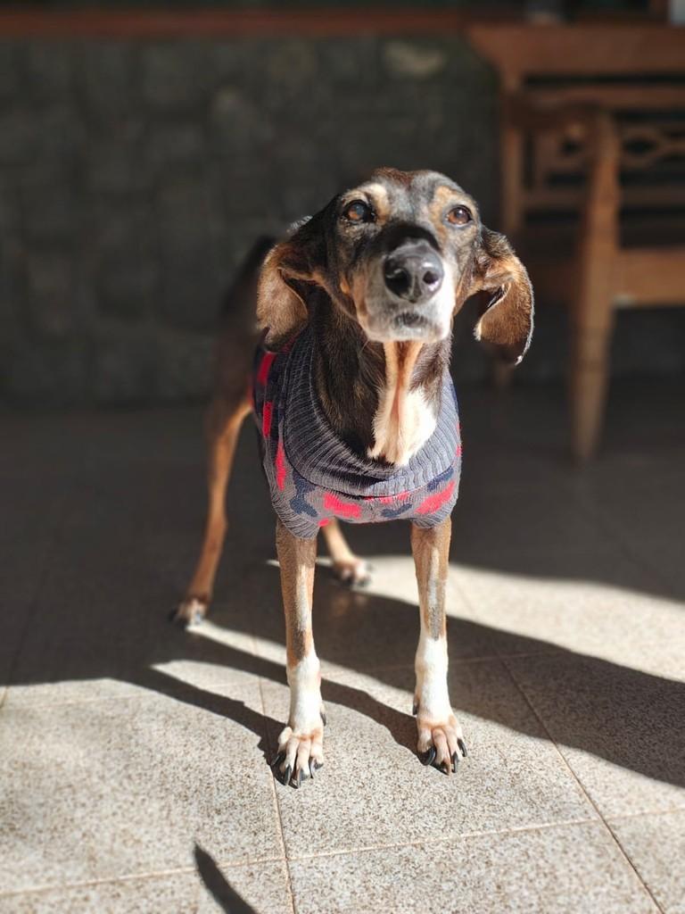 Jhenny, cachorro de porte pequeno para adoção em Fundão - ES