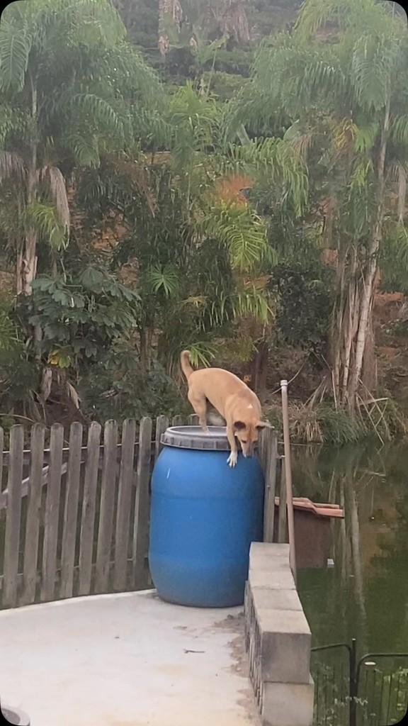 Catarina, cachorro de porte médio para adoção em Fundão - ES
