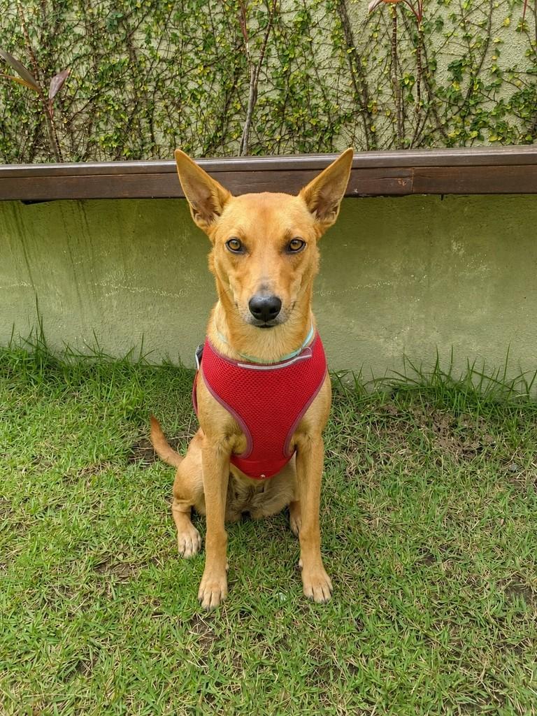 Canela, cachorro de porte médio para adoção em Fundão - ES