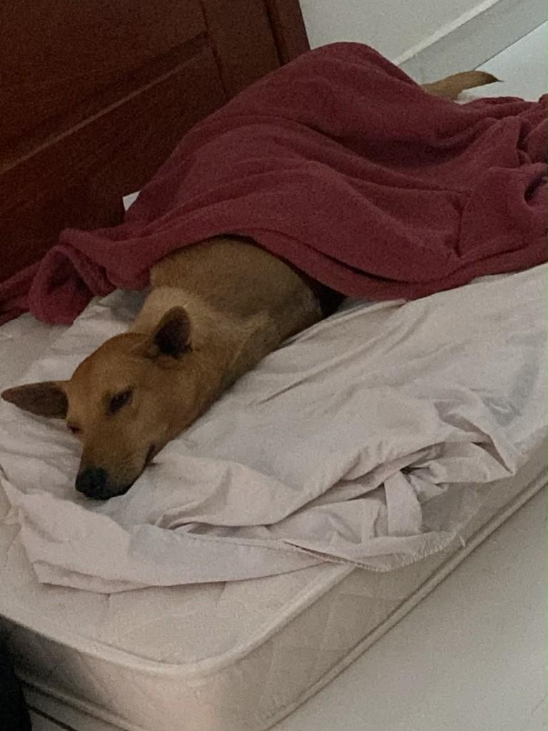Brisa, cachorro de porte pequeno para adoção em Fundão - ES