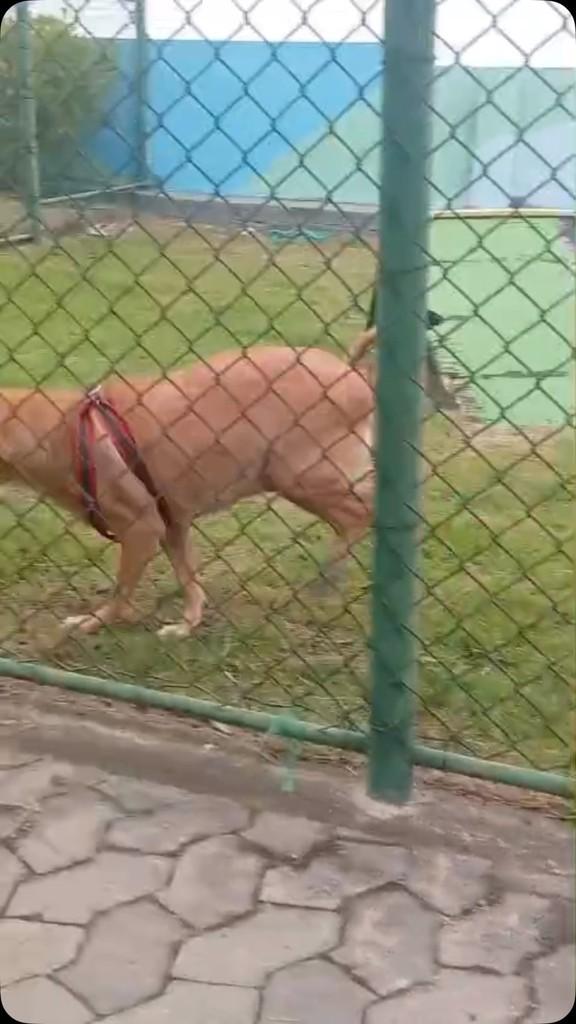 Mel, cadela de porte médio para adoção em Fundão - ES