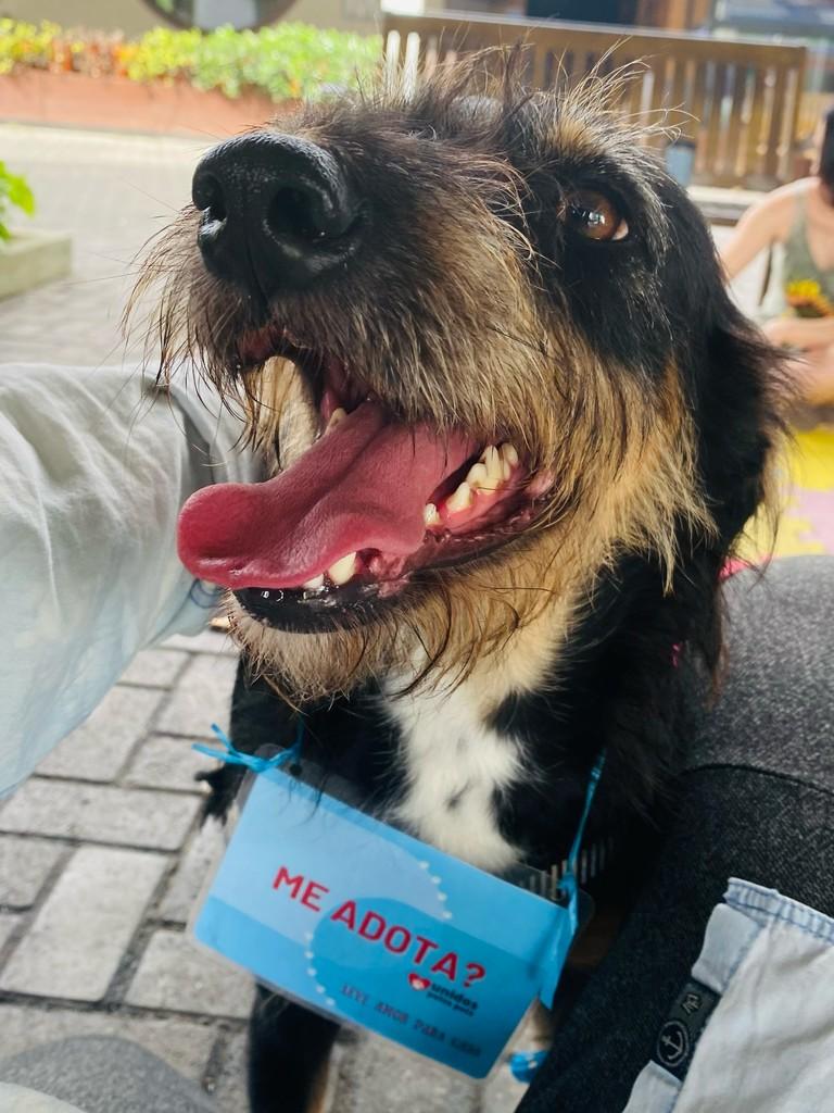 APollo, cachorro de porte médio para adoção em Fundão - ES