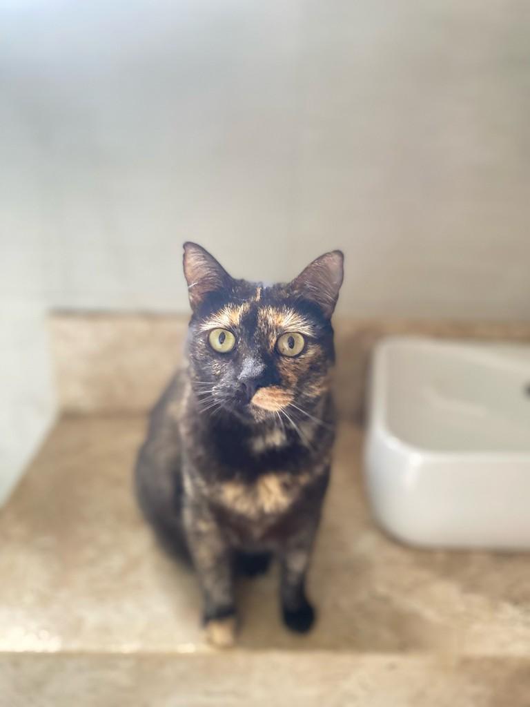 Bia, gata de porte médio para adoção em Fundão - ES