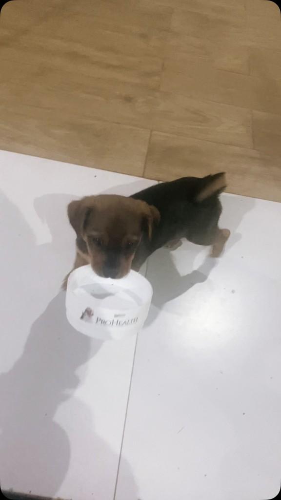 Peppa, cachorro de porte pequeno para adoção em Fundão - ES