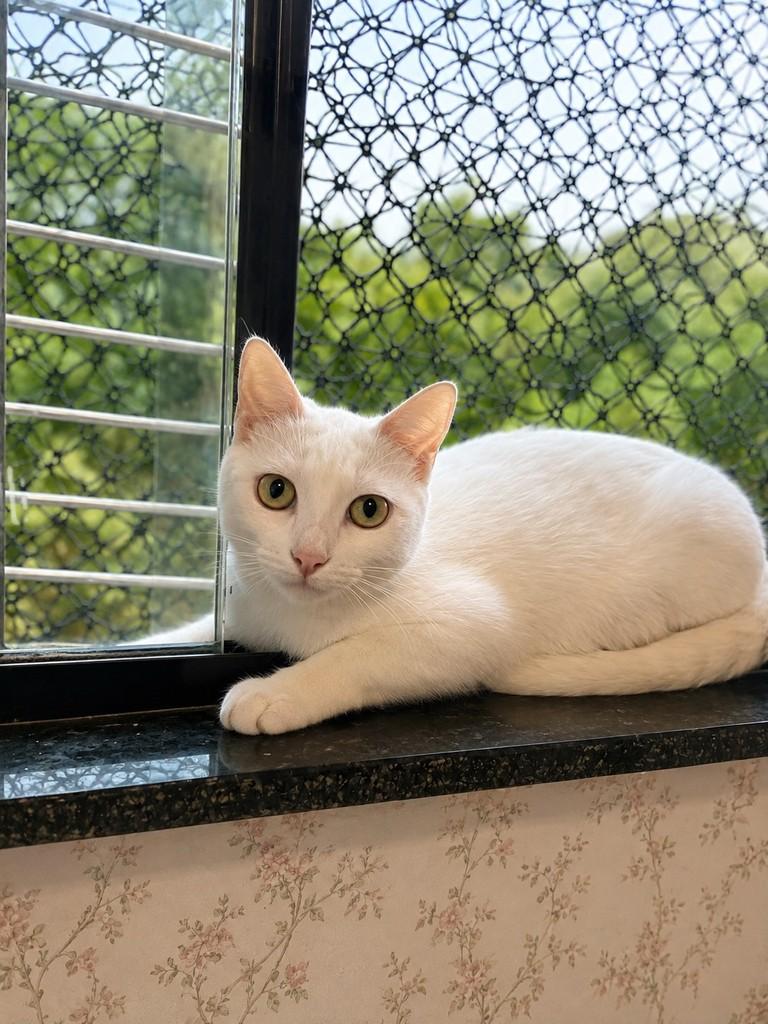 Marrie, gata de porte pequeno para adoção em Fundão - ES