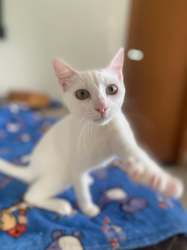 Marrie, gata de porte pequeno para adoção em Fundão - ES — foto 2 de 4