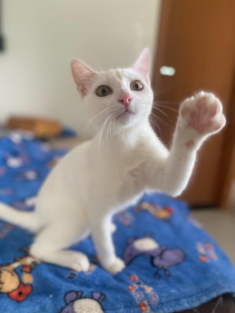 Marrie, gata de porte pequeno para adoção em Fundão - ES — foto 3 de 4