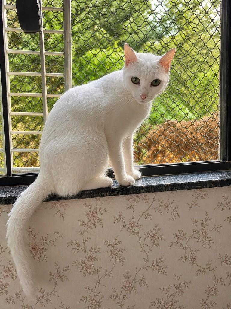 Marrie, gata de porte pequeno para adoção em Fundão - ES — foto 4 de 4