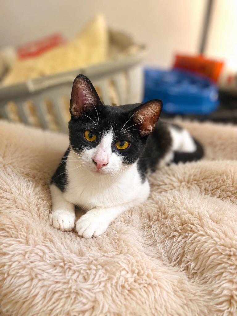 Bento, gato de porte pequeno para adoção em Fundão - ES — foto 2 de 4