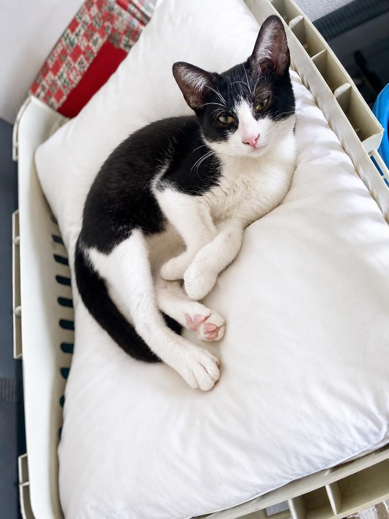 Bento, gato de porte pequeno para adoção em Fundão - ES — foto 3 de 4