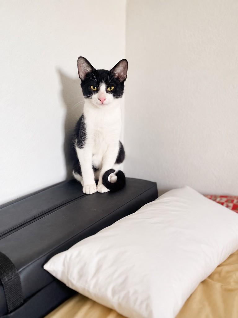 Bento, gato de porte pequeno para adoção em Fundão - ES — foto 4 de 4