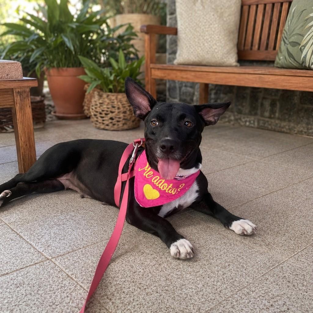 Kiara, cadela de porte médio para adoção em Fundão - ES — foto 2 de 6