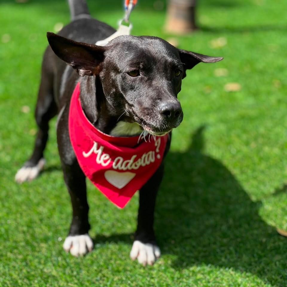 Kiara, cadela de porte médio para adoção em Fundão - ES — foto 4 de 6