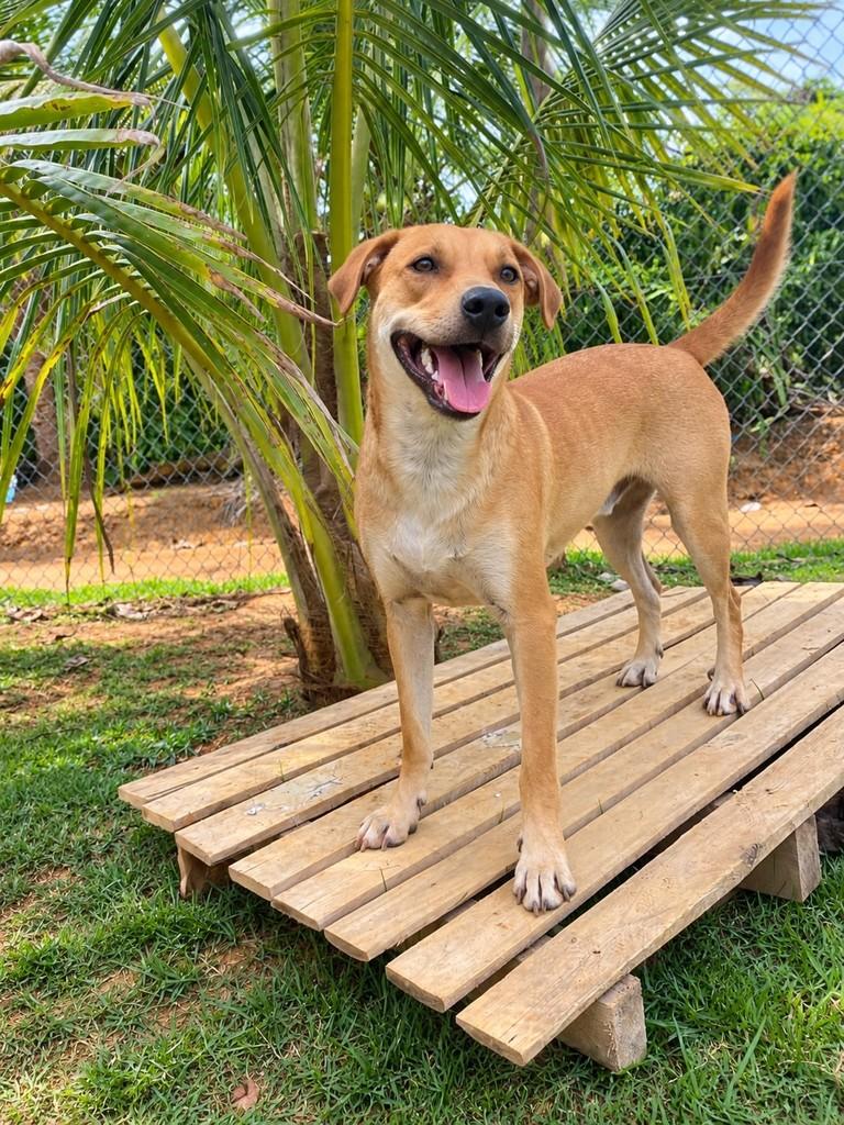 Teco, cachorro de porte médio para adoção em Fundão - ES