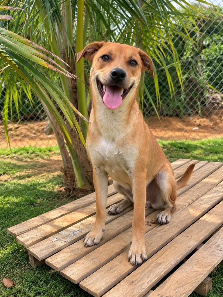 Teco, cachorro de porte médio para adoção em Fundão - ES — foto 2 de 2
