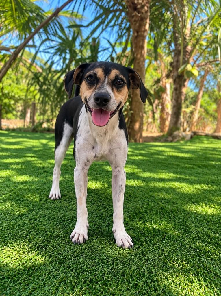 Alfredo, cachorro de porte médio para adoção em Fundão - ES