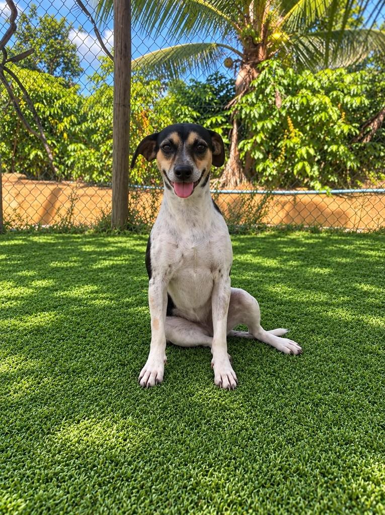 Alfredo, cachorro de porte médio para adoção em Fundão - ES — foto 2 de 3