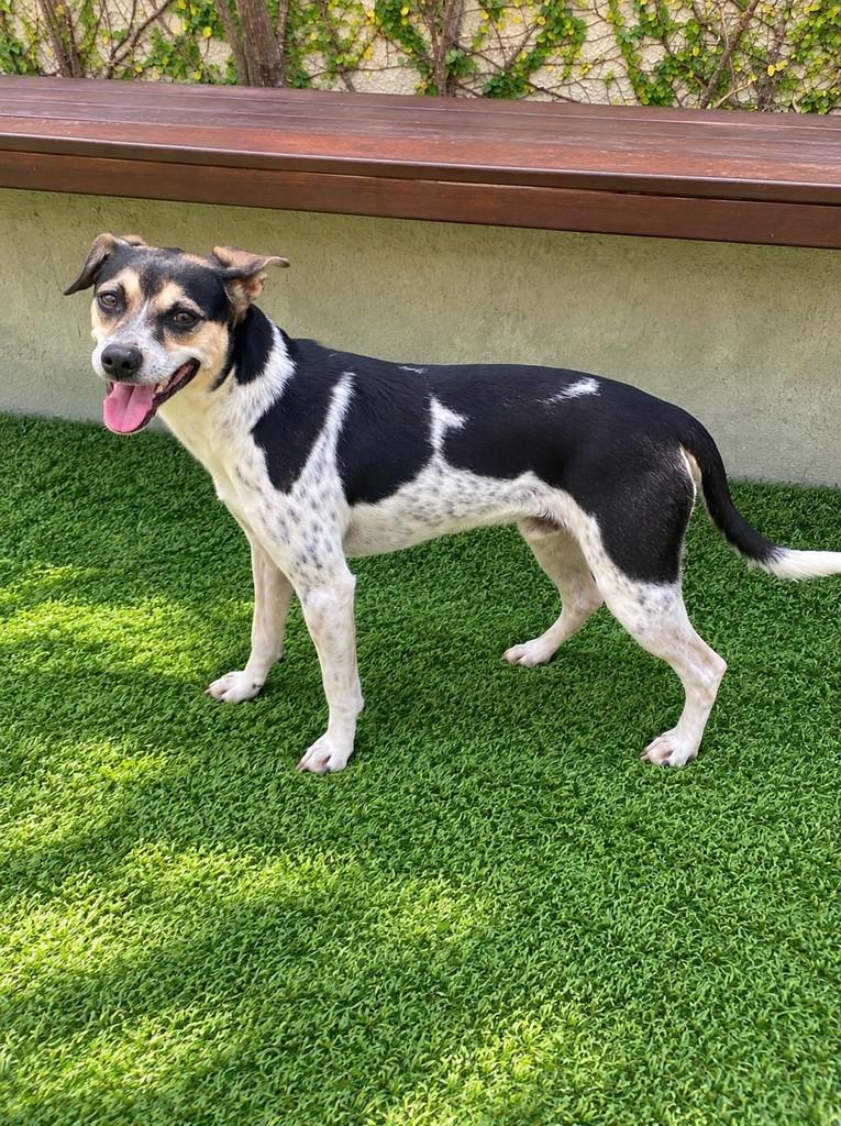 Alfredo, cachorro de porte médio para adoção em Fundão - ES — foto 3 de 3