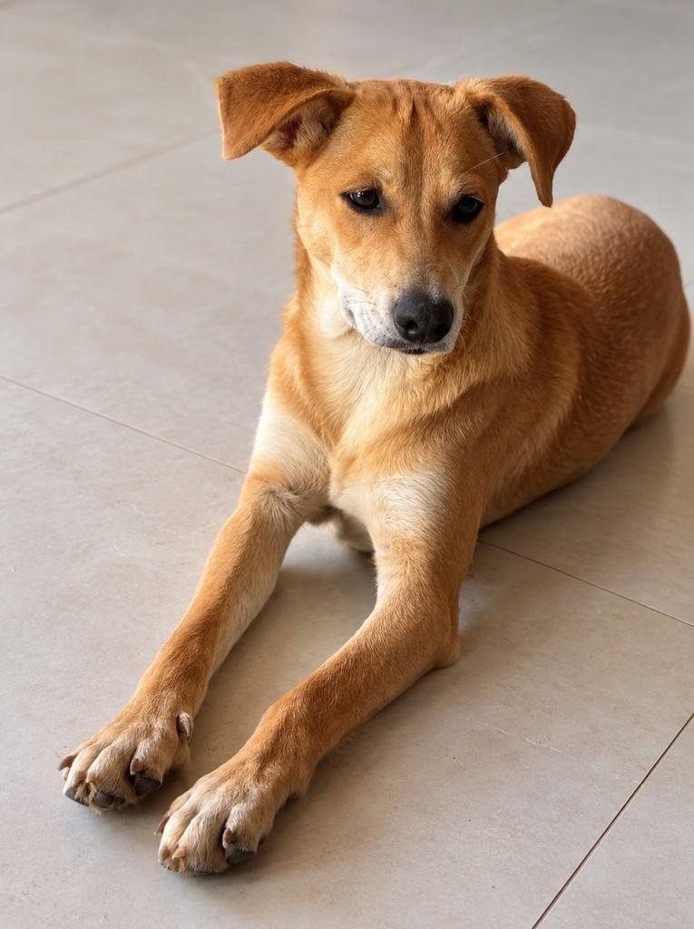 Pipoca, cadela de porte pequeno para adoção em Fundão - ES — foto 2 de 4